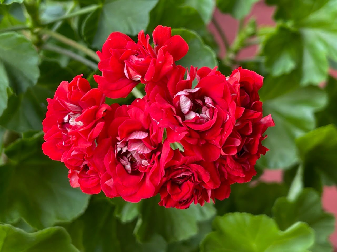 Rosebud™ Red Geranium Plant