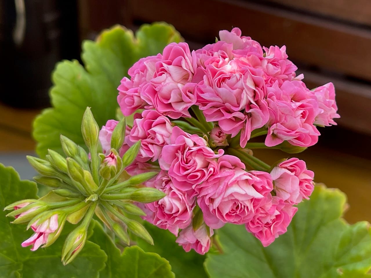 'Australian Pink Rambler'