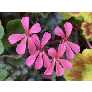 'Dresden Pink'