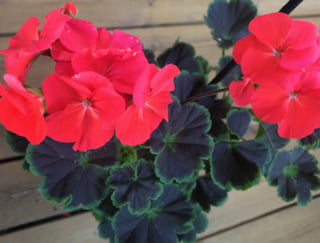 'Black Velvet Scarlet'