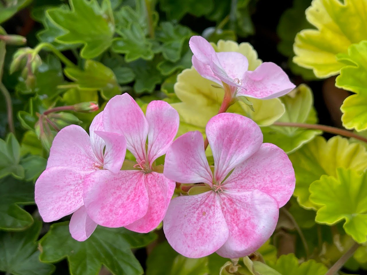 'Odensjö Royal Affair'