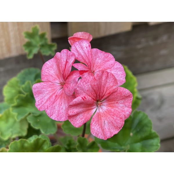 ‘Divas Raspberry Ripple’ – Pelargoniafeber.no – salg av pelargonstiklinger
