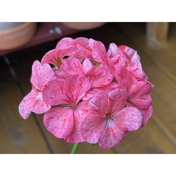 ‘Divas Raspberry Ripple’ – Pelargoniafeber.no – salg av pelargonstiklinger