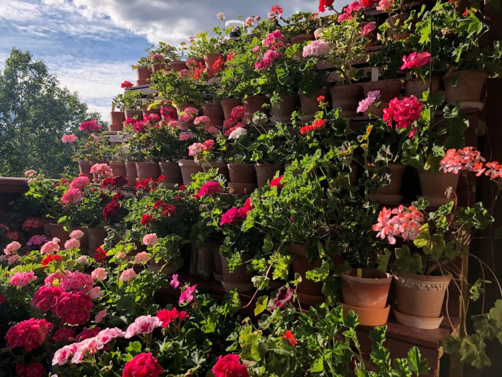 Hylle med pelargonia