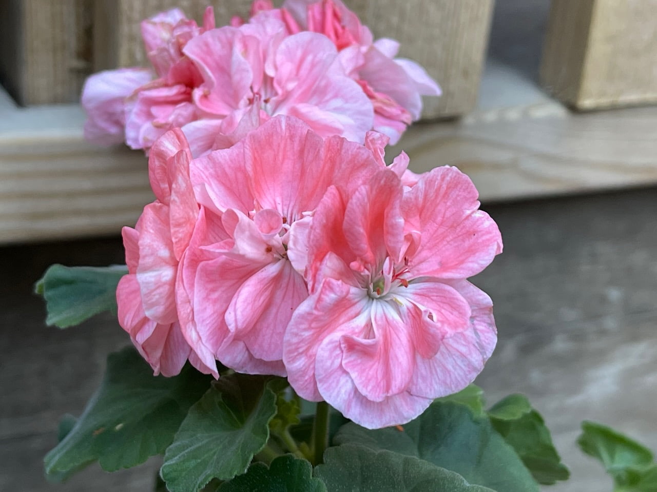 'Mårbacka Mörkrosa'