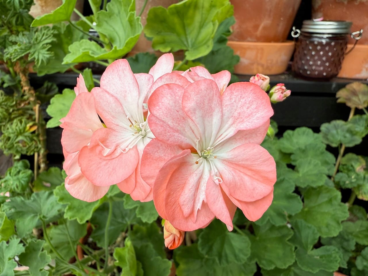 'Odensjö Milk and Honey'