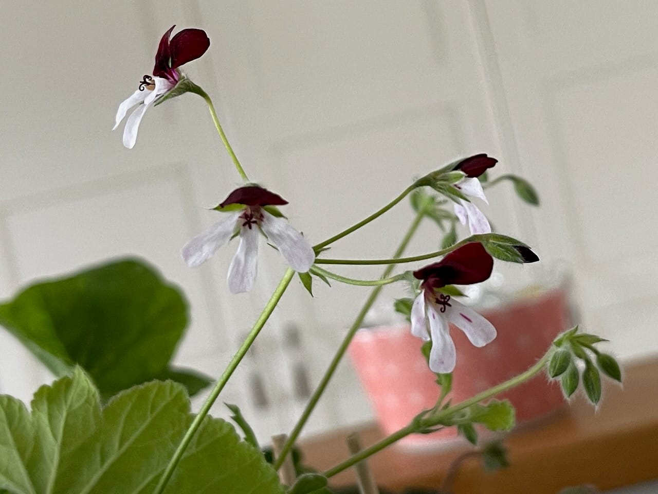 'Islington Peppermint'