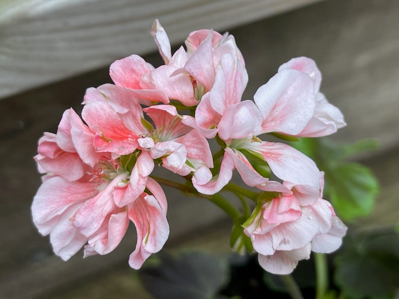 'Odensjö Tusen och en Natt'