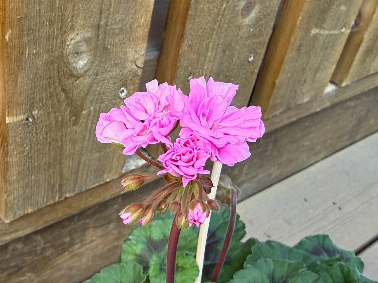 'Black Knight Lavender'