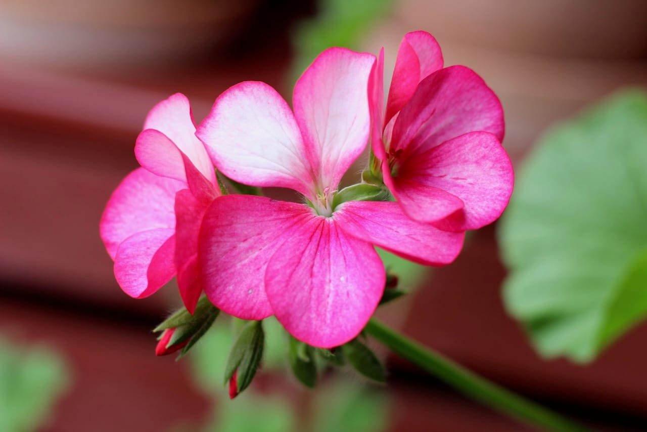 'Maverick Violet Picotee'